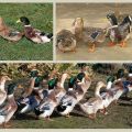 Başkurt cinsinin ördeklerinin tanımı ve özellikleri, artıları ve eksileri