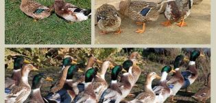 Beschreibung und Eigenschaften von Enten der Baschkirischen Rasse, Vor- und Nachteile