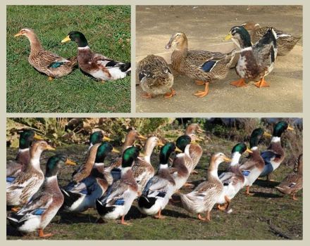 Opis i charakterystyka kaczek rasy baszkirskiej, zalety i wady