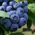 How to plant and grow blueberries from seeds at home