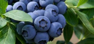 Sådan plantes og dyrkes blåbær fra frø derhjemme