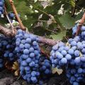 Description and characteristics of the Cabernet Sauvignon grape variety, regions for cultivation and planting rules