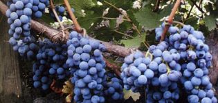 Descripción y características de la variedad de uva Cabernet Sauvignon, regiones de cultivo y reglas de plantación