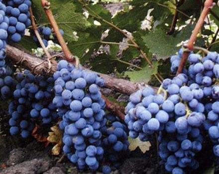 Opis i cechy odmiany winorośli Cabernet Sauvignon, regiony uprawy i zasady sadzenia
