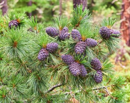 Description of the causes and symptoms of cedar diseases, how to deal with pests