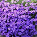 25 types of ground cover perennials for the garden with plant descriptions