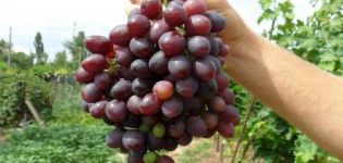 Beschrijving en kenmerken van Krasa Nikopol-druiven, planten en verzorgen