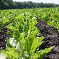 Types of preparations and the use of herbicides for processing beets