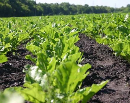 Các loại chế phẩm và việc sử dụng thuốc diệt cỏ để chế biến củ cải đường