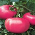 Caratteristiche e descrizione della varietà di pomodoro Raspberry Rhapsody