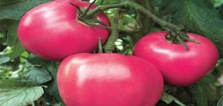 Charakteristiky a opis odrody paradajok Raspberry Rhapsody