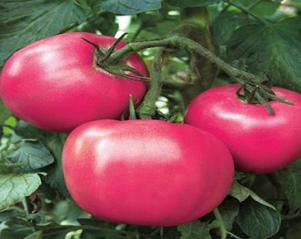 Caratteristiche e descrizione della varietà di pomodoro Raspberry Rhapsody