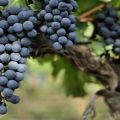 Descripción y características de la variedad de uva Livadiysky Black, historia y reglas de cultivo.