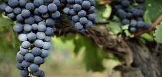 Vynuogių veislės „Livadiysky Black“ aprašymas ir savybės, auginimo istorija ir auginimo taisyklės
