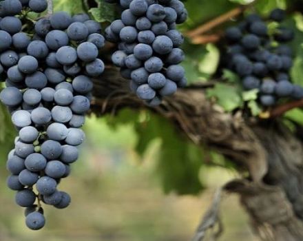 Opis i cechy odmiany winogron Livadiysky Black, historia i zasady uprawy