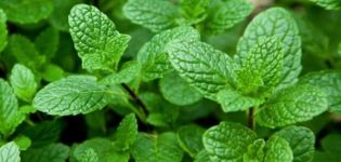 How to properly propagate mint by seeds and root layers