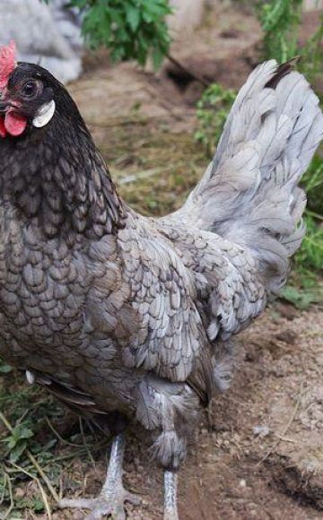 Description and characteristics of the Andalusian blue breed of chickens, maintenance rules