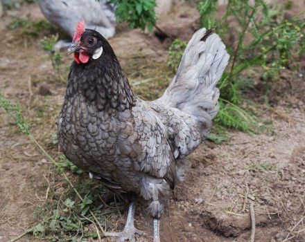 Descripció i característiques de la raça blava andalusa de pollastres, normes de manteniment