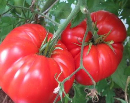 Caratteristiche e descrizione della varietà di pomodoro gigante spagnolo, la sua resa