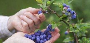 Sådan dyrker du blåbær fra frø derhjemme, plantning og pleje regler