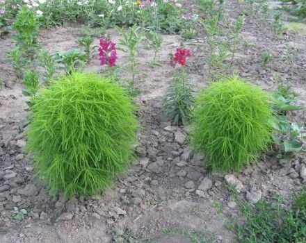 Descrizione delle varietà Kokhia, semina e cura in campo aperto, che cresce dai semi