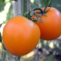 Charakterystyka i opis odmiany pomidora Mandarinka, jej plon
