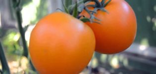 Kenmerken en beschrijving van de tomatenvariëteit Mandarinka, de opbrengst