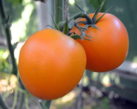 Mandarinka-tomaattilajikkeen ominaisuudet ja kuvaus, sen sato