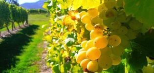 Beskrivelse og finesser af voksende Triumph-druer