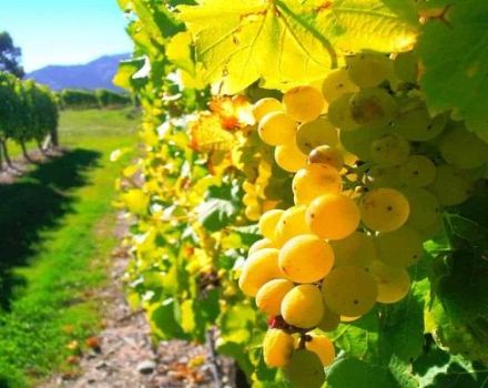 Descripción y sutilezas del cultivo de uvas Triumph.