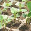 Como y cuando plantar correctamente la coliflor al aire libre