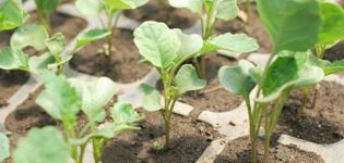 Hogyan és mikor kell a karfiolot szabadban ültetni