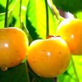 Περιγραφή και χαρακτηριστικά της ποικιλίας χρυσού κερασιού Rossoshanskaya, καλλιέργεια