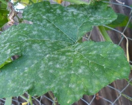 Treatment and prevention of powdery mildew on cucumbers, the main control measures