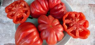 Beschrijving en variëteiten van tomatenrassen Tlacolula de Matamoros, de opbrengst