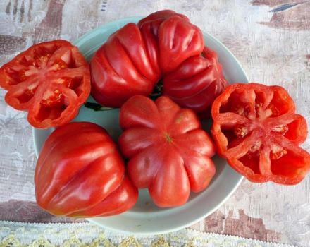 Opis i sorte sorte rajčice Tlacolula de Matamoros, njen prinos