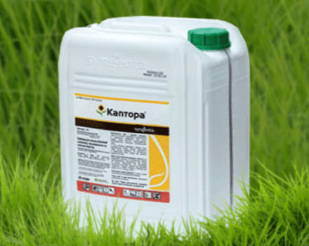 Mga tagubilin para sa paggamit ng Kaptora herbicide at rate ng pagkonsumo