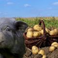 Cách cho lợn ăn khoai tây sống và liệu có thể
