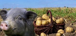How to properly give raw potatoes to pigs and is it possible