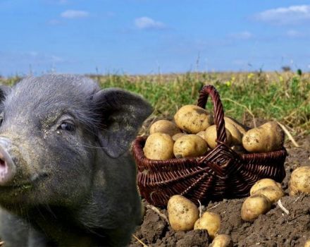 Kako davati sirovi krumpir svinjama i je li to moguće