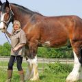 En büyük at ırklarının ve boy ve kilo için ünlü rekor sahiplerinin açıklamaları