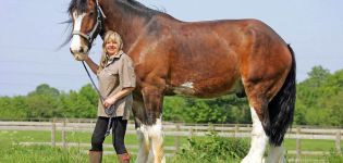 Descriptions of the largest horse breeds and famous record holders for height and weight