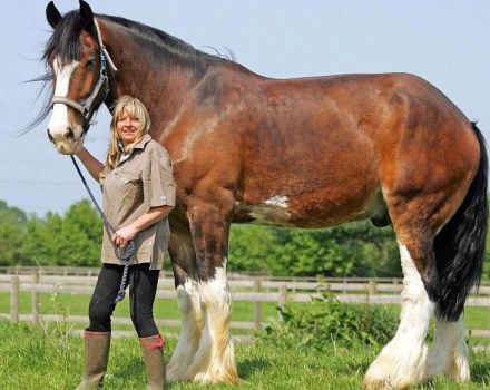 A legnagyobb lófajták és a híres rekordok magas és súlyú leírásai