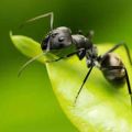 Ką daryti, jei skruzdėlės valgo kopūstus, kaip jų atsikratyti