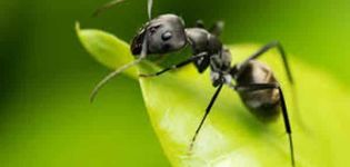 Hvad skal man gøre, hvis myrer spiser kål, hvordan man slipper af med dem