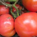 Tomaattilajikkeen Sugar Bison tai Redskins Leader ominaisuudet ja kuvaus, sen sato