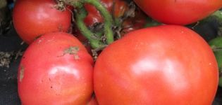 Kenmerken en beschrijving van de tomatenvariëteit Sugar Bison of de leider van de roodhuiden, de opbrengst