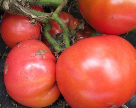 Charakteristika a popis odrůdy rajčat Sugar Bison nebo vůdce Redskins, její výnos
