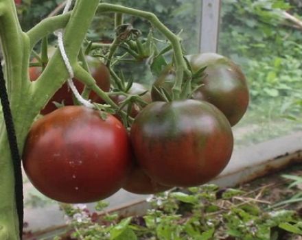 Swarthy guwapong lalaki na may maliwanag na lasa Gypsy tomato