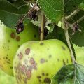 Bir elma ağacını yaz ve ilkbaharda zararlılardan ve hastalıklardan, halk tariflerinden ve kimyasallardan nasıl tedavi edebilirim?